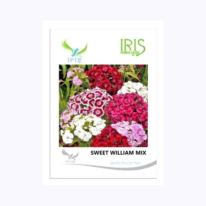 Iris Sweet William Mix Flower Seeds