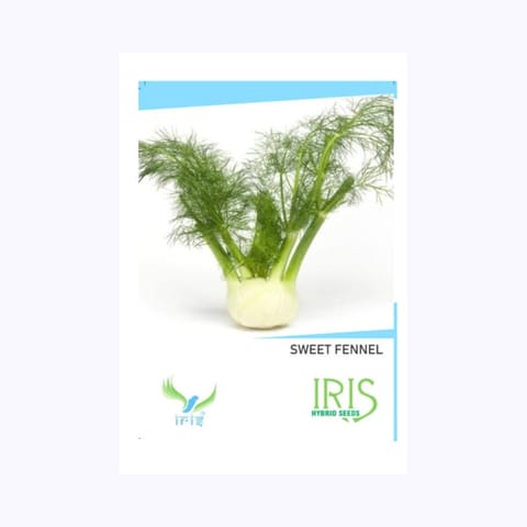 Iris Sweet Fennel (मीठी सौंफ) Seeds