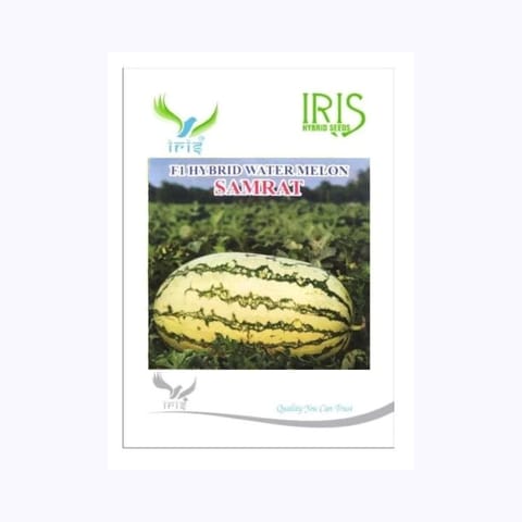 Iris Samrat Watermelon Seeds