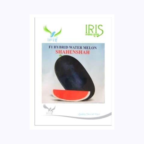 Iris Shahenshah Watermelon Seeds