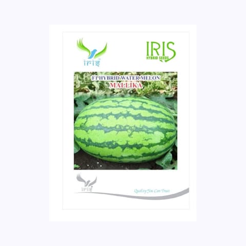 Iris Mallika Watermelon Seeds