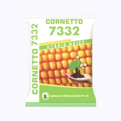 Cornetto 7332 Maize Seeds