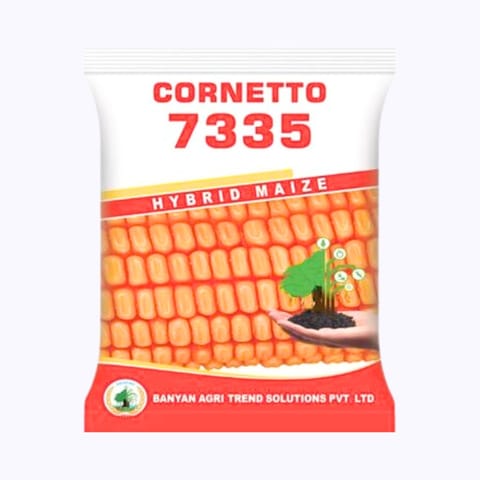 Cornetto 7335 Maize Seeds