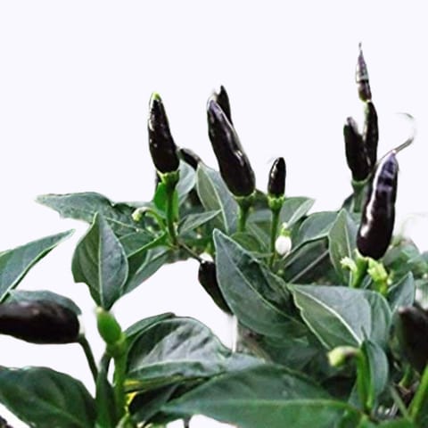 Golden Hills Black African Bird Kantari Pepper (Chilli) Seeds