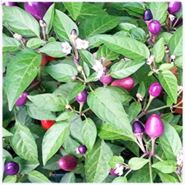 Golden Hills Purple Round Big Chilli Seeds