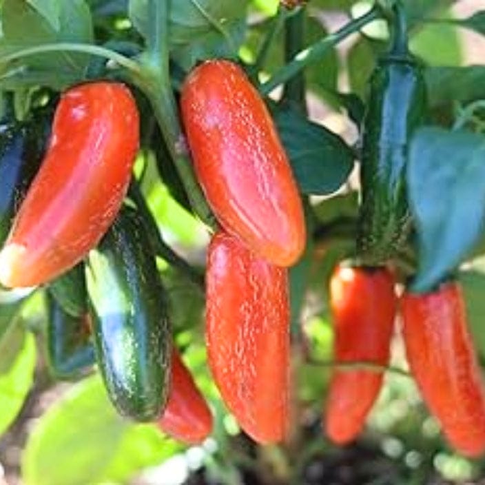 Golden Hills Red Jalapeno Chilli Seeds