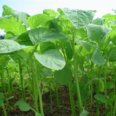 Golden Hills Green Amaranthus Hara Saag Seeds