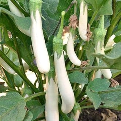 Golden Hills White Long Brinjal Seeds