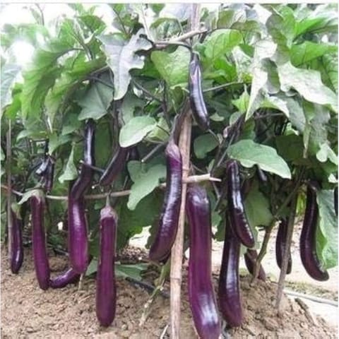 Golden Hills Purple Long Lucky F1 Brinjal Seeds