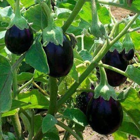 Golden Hills Purple Black Round Brinjal Seeds