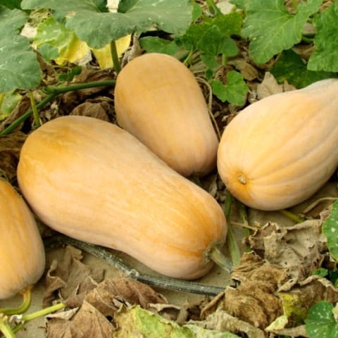 Golden Hills Butternut Squash IHS 375 Pumpkin Seeds