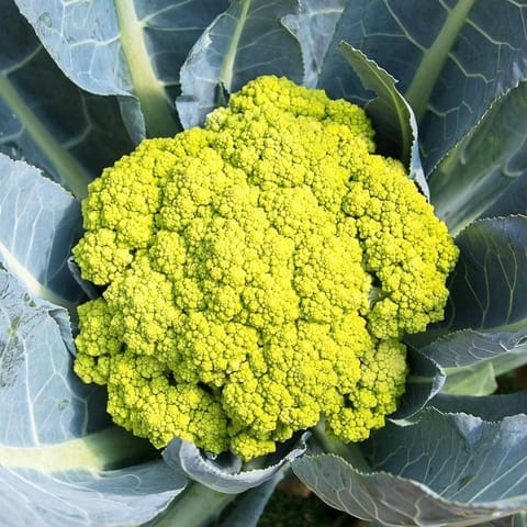 Golden Hills Verde Di Macerata Imported Heirloom Exotic Cauliflower Seeds