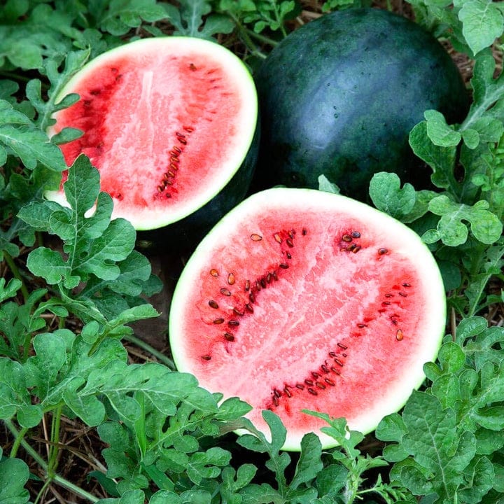 Golden Hills  Sugar Baby Watermelon Seeds