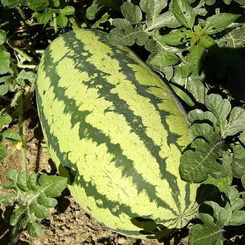 Golden Hills Jumbo 786 Watermelon Seeds