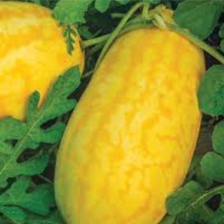 Golden Hills Yellow Queen Watermelon Seeds