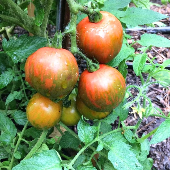 Golden Hills Black Vernissage Tomato Seeds