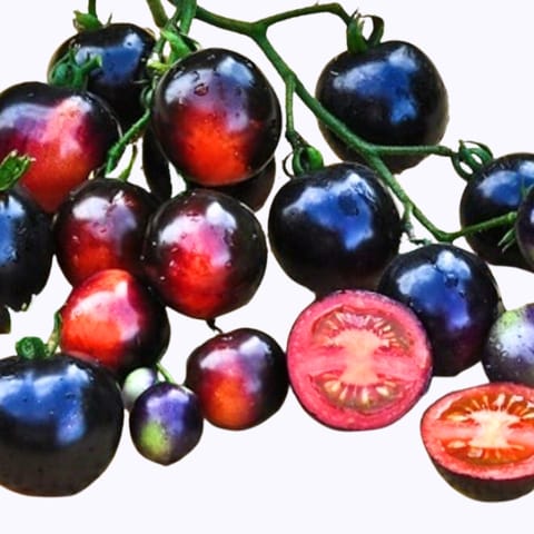 Golden Hills Black Indigo Rose Tomato Seeds