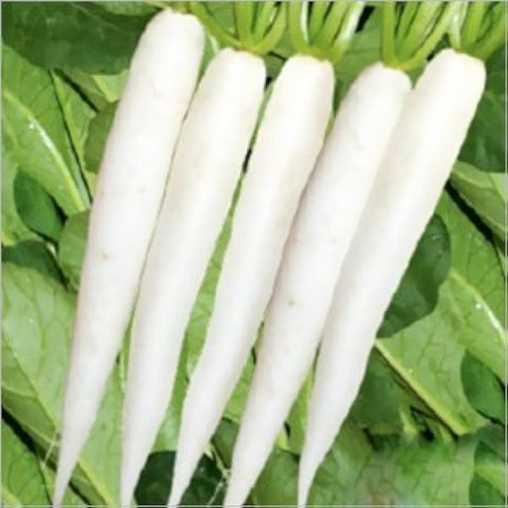 Golden Hills White Long Radish Seeds