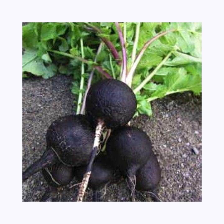 Golden Hills Black Round Tondo Radish Seeds