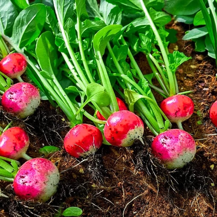 Golden Hills Red Round Radish Seeds