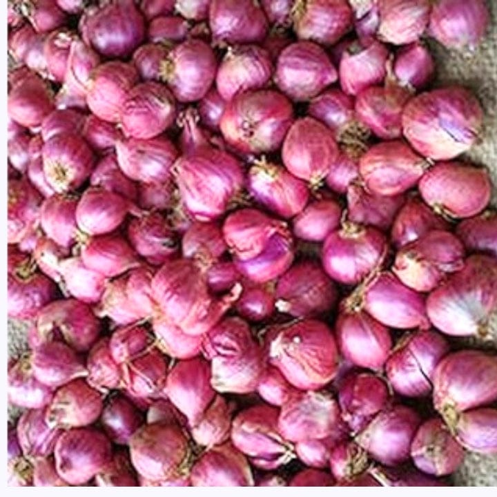 Golden Hills K2 Small Onion Seeds