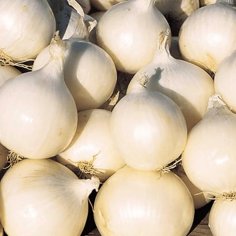 Golden Hills White Onion Seeds