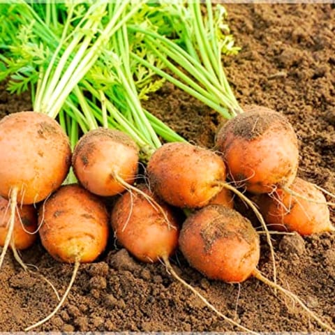 Golden Hills Orange Round Shaped Carrot Seeds