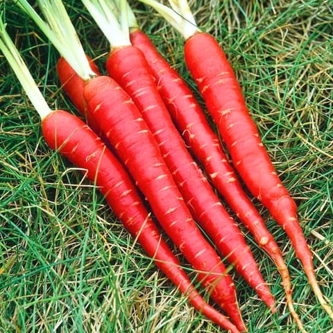 Golden Hills Red Carrot Seeds