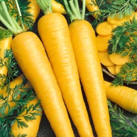 गोल्डन हिल्स पीली गाजर के बीज