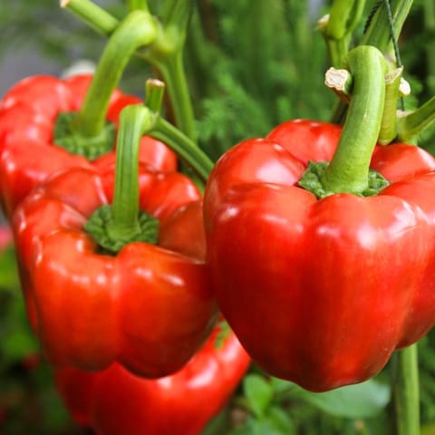 Golden Hills Red California (Wonder Pepper) Capsicum Seeds