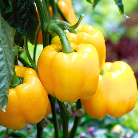 Golden Hills Yellow California Wonder Capsicum