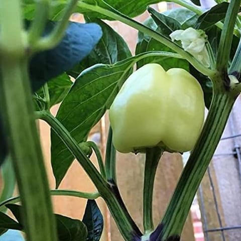 Golden Hills White Wonder Capsicum Seeds