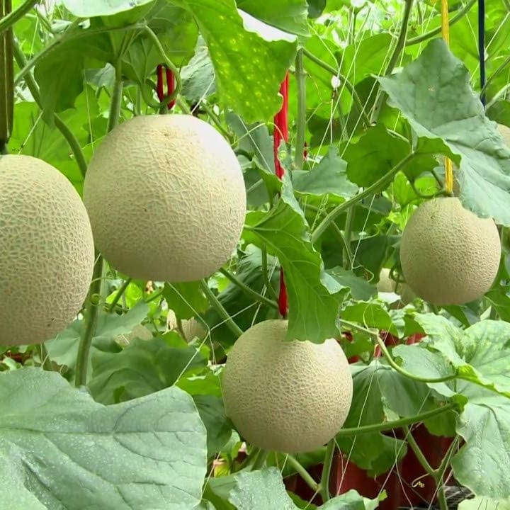 Golden Hills Maduradas Muskmelon  Seeds