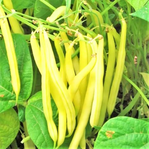 Golden Hills Yellow Pole Beans Seeds