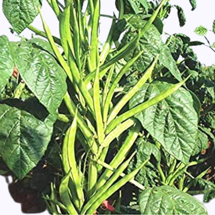 Golden Hills Cluster Beans(Guar) Neelam Seeds