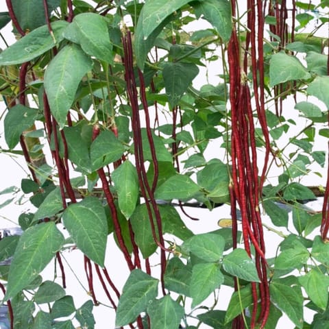 Golden Hills Red Long Beans Seeds