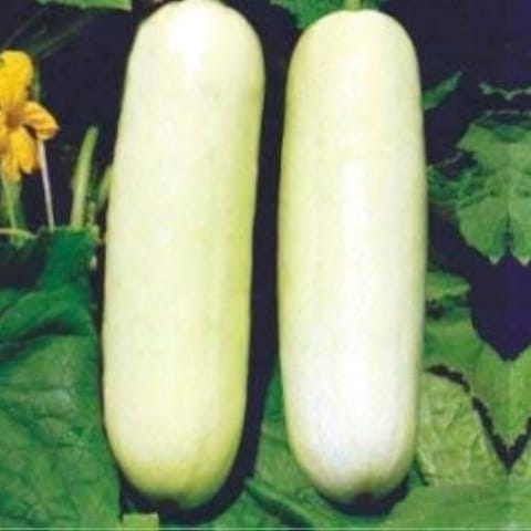 Golden Hills White Cucumber Seeds