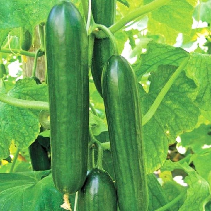 Golden Hills Beit Alpha Cucumber Seeds