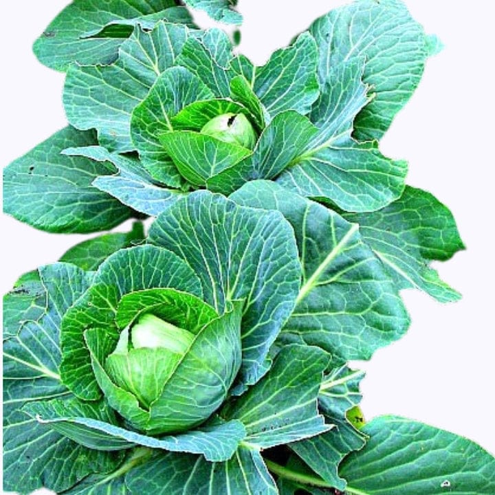 Golden Hills Cabbage Seeds