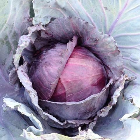 Golden Hills Purple Red Ball Cabbage Seeds