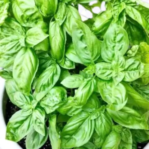 Golden Hills Basil Green Herbs Seeds