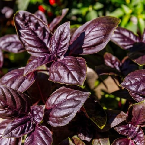 Golden Hills Basil Purple Seeds