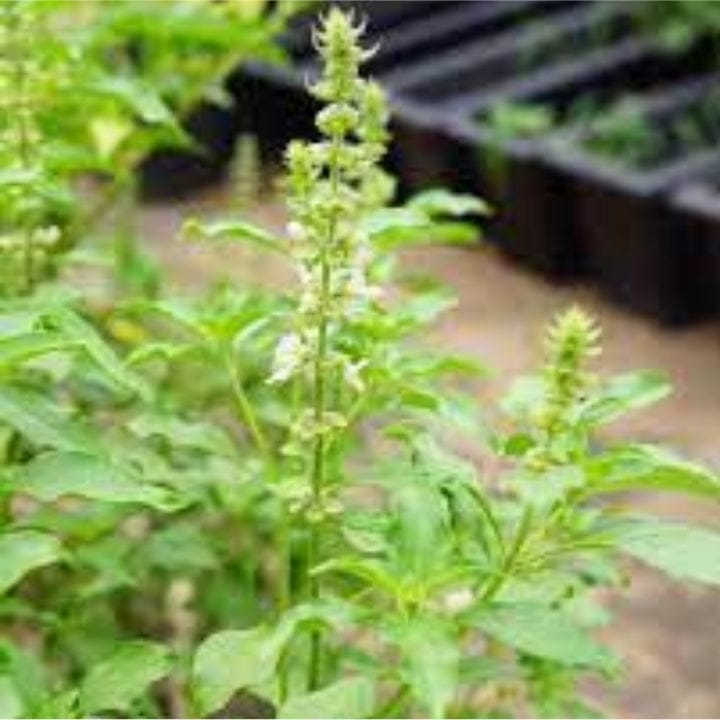 Golden Hills Basil Lemon Seeds