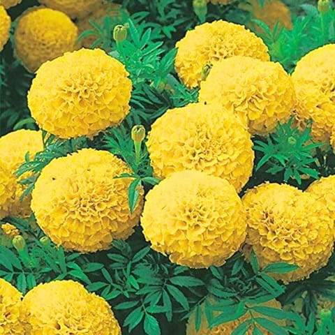 Golden Hills French Yellow Marigold Seeds