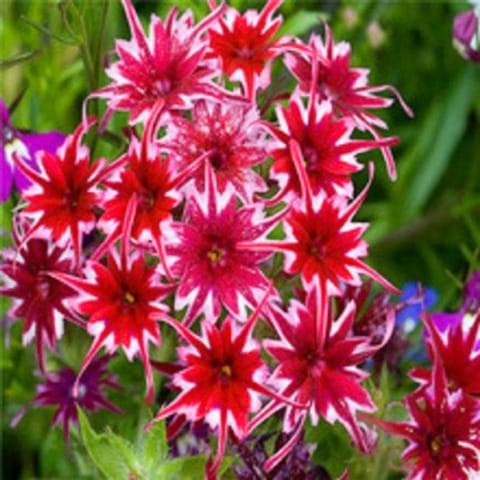 Golden Hills Phlox Twinkle Dwarf Mix Flower Seeds