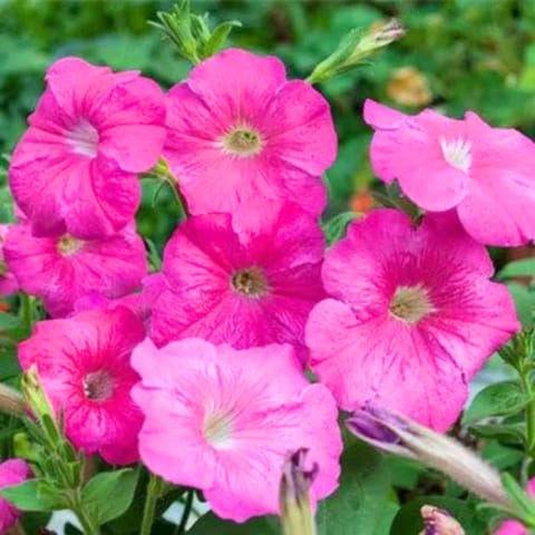गोल्डन हिल्स पेटुनिया नाना कॉम्पैक्टा रोज़ ऑफ़ हेवन गुलाबी फूल के बीज
