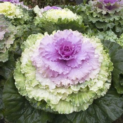 Golden Hills Ornamental Kale Fringed Leaves Mix Flower Seeds