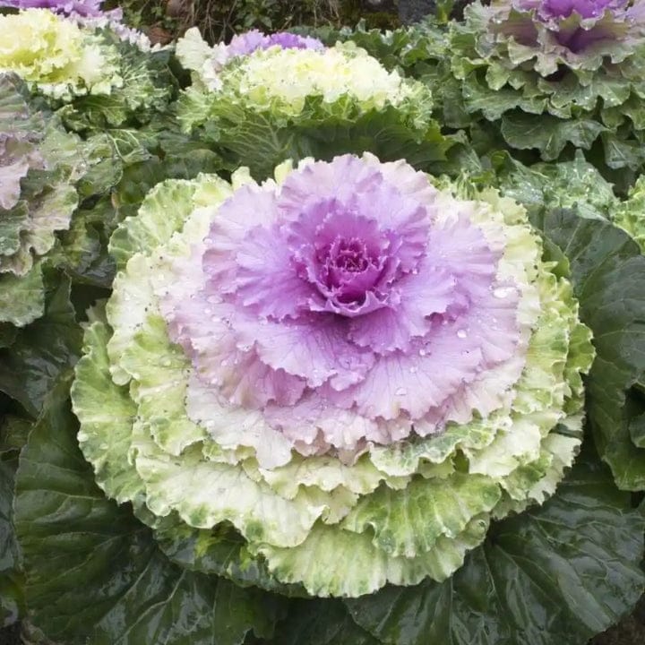 Golden Hills Ornamental Kale Fringed Leaves Mix Flower Seeds