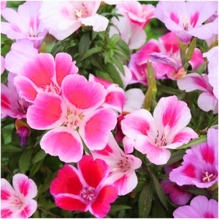 Golden Hills Godetia Azaleaflora Mix Flower Seeds