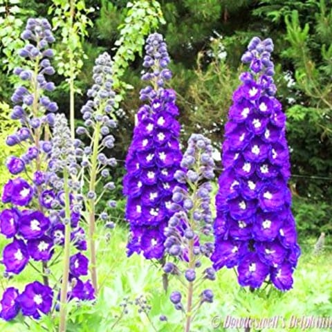 Golden Hills Delphinium consolida Giant Imperial Mix Flower Seeds